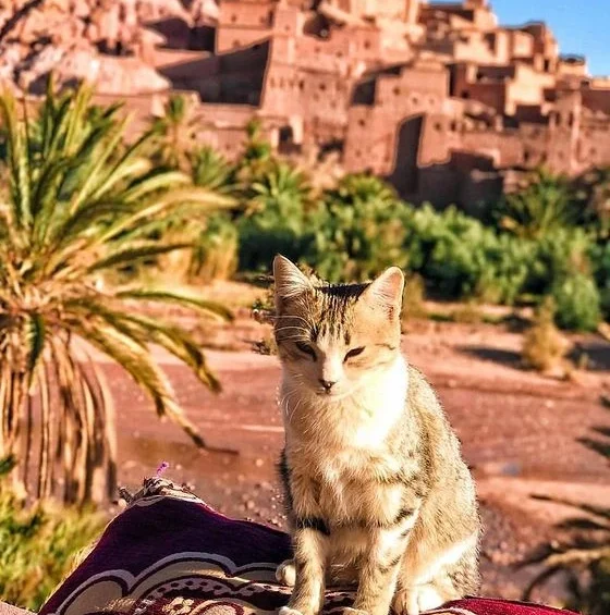 Morocco Exclusive Tours