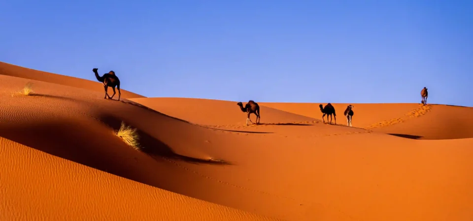 Sahara Desert, Essaouira & Imperial cities Morocco tour – 12 days